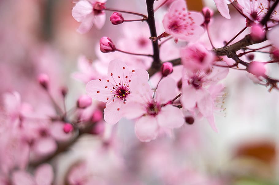 cherry blossom, pink, spring, nature, garden, pink color, flower, HD wallpaper