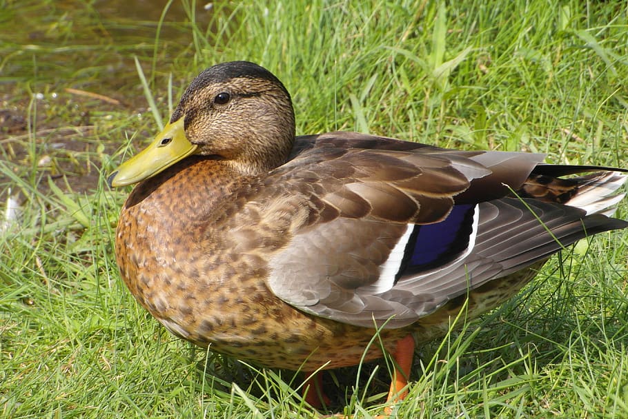 duck, beak, plumage, grass, water bird, animal wildlife, animal themes HD wallpaper