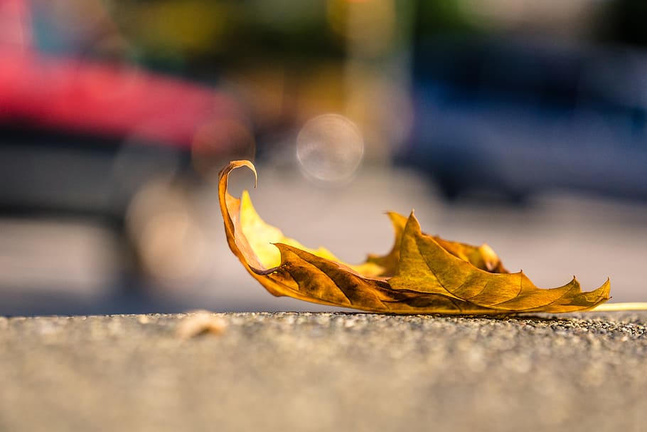 brown leaf on concrete pavement, plant part, selective focus HD wallpaper