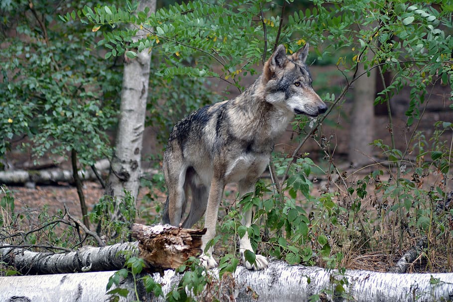 wolf, close up, forest, nature, animal world, fur, wilderness HD wallpaper