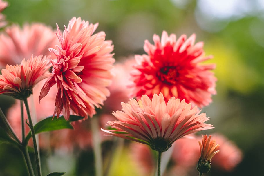 plant, flower, blossom, dahlia, daisies, daisy, red, leaf, nature, HD wallpaper
