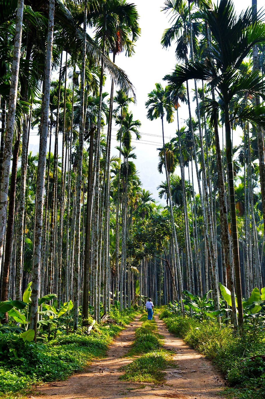 Bharathapuzha - Lifeline of Kerala | Rivers of Kerala | Nature | Kerala |  Kerala Tourism