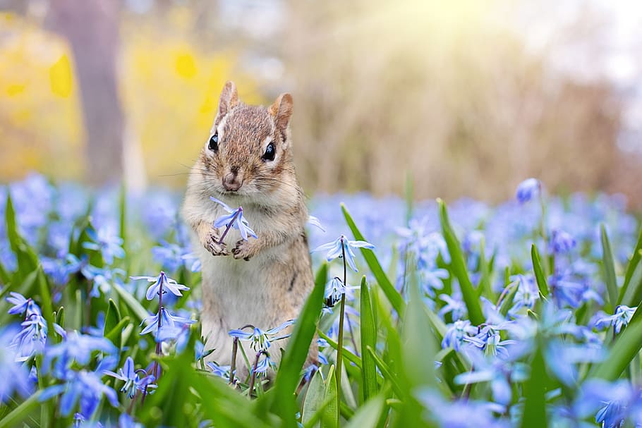 Brown Squirrel Holding Purple Glory-of-the-snow Flower, adorable, HD wallpaper