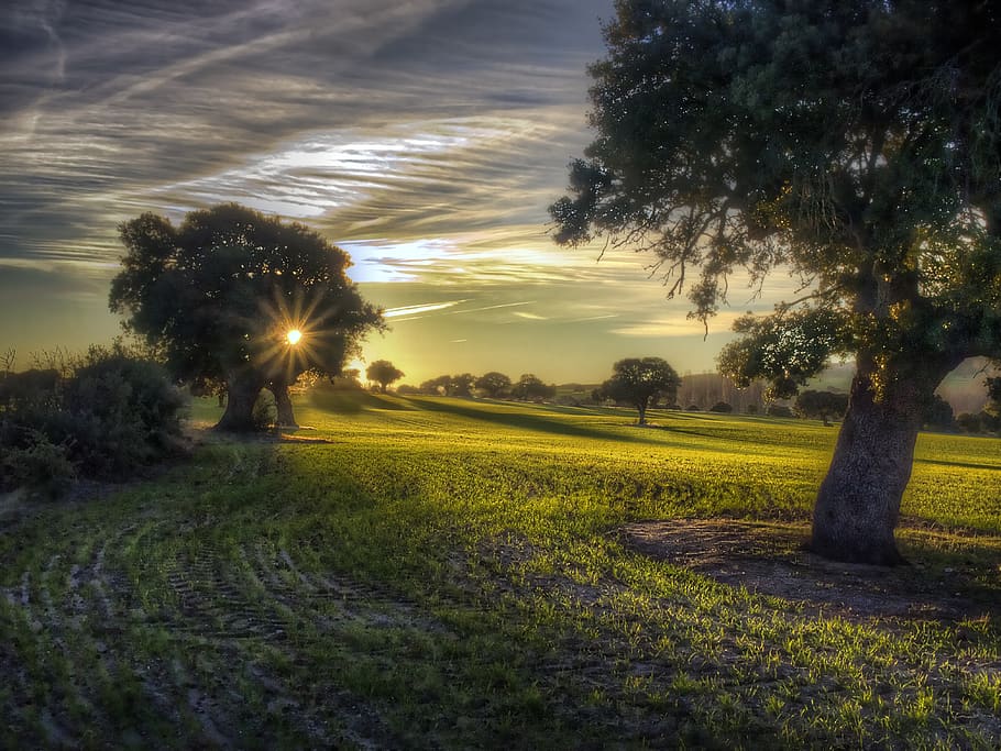 tree, landscape, field, nature, lawn, sun, summer, idyllic HD wallpaper