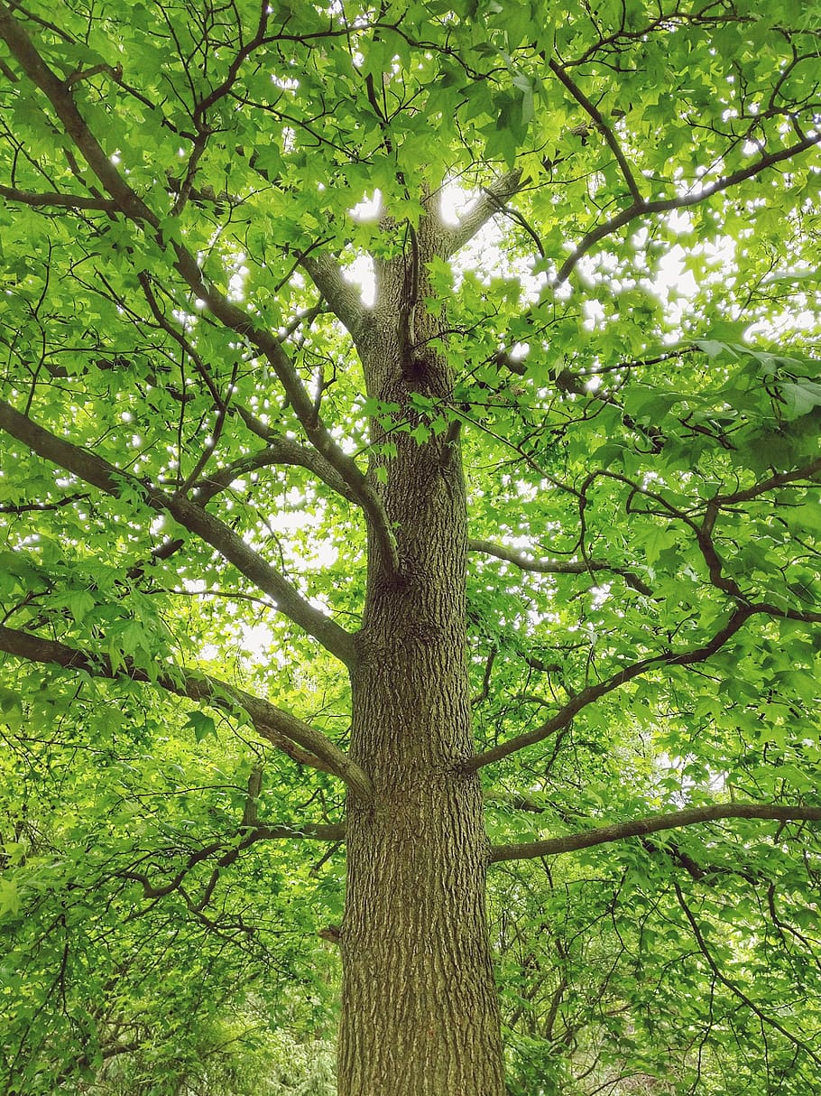 trees, leaves, green, plant, tree trunk, growth, branch, green color HD wallpaper
