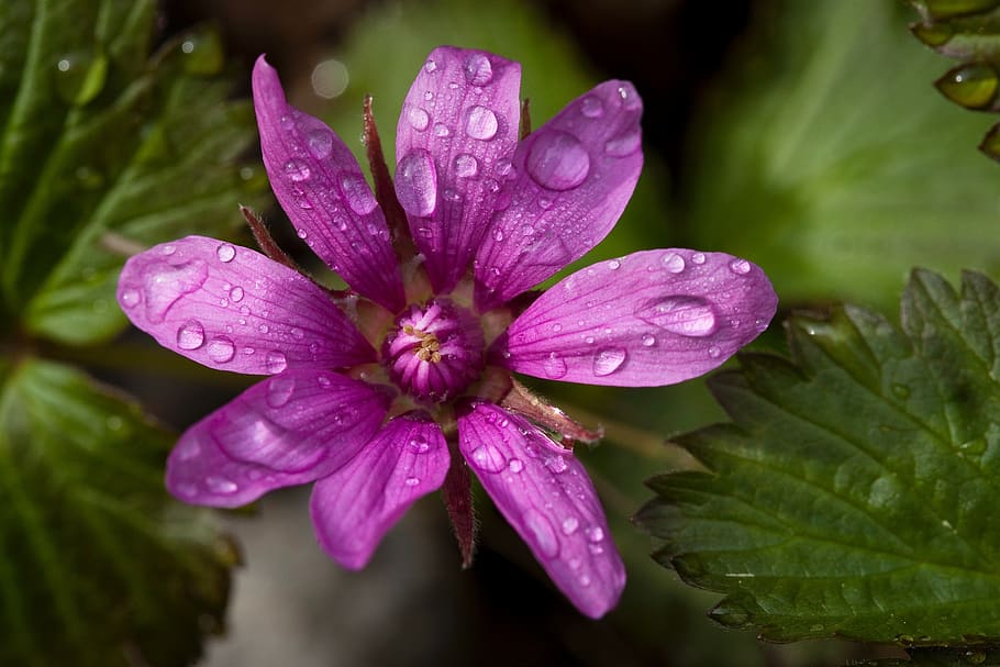 nagoonberry, flower, bloom, macro, close up, water, rain, droplets HD wallpaper