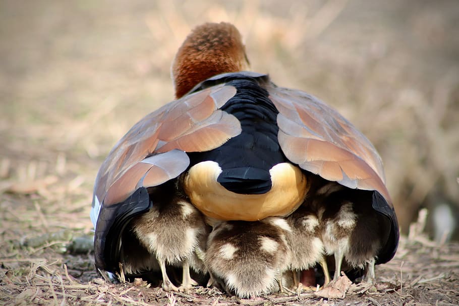 chicks, goslings, young, nilgans, wild goose, water bird, plumage HD wallpaper