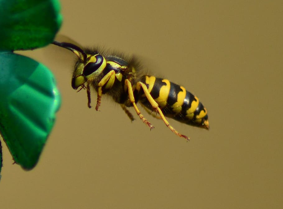 wasp, bee, bug, stingir, animal wildlife, animal themes, insect HD wallpaper