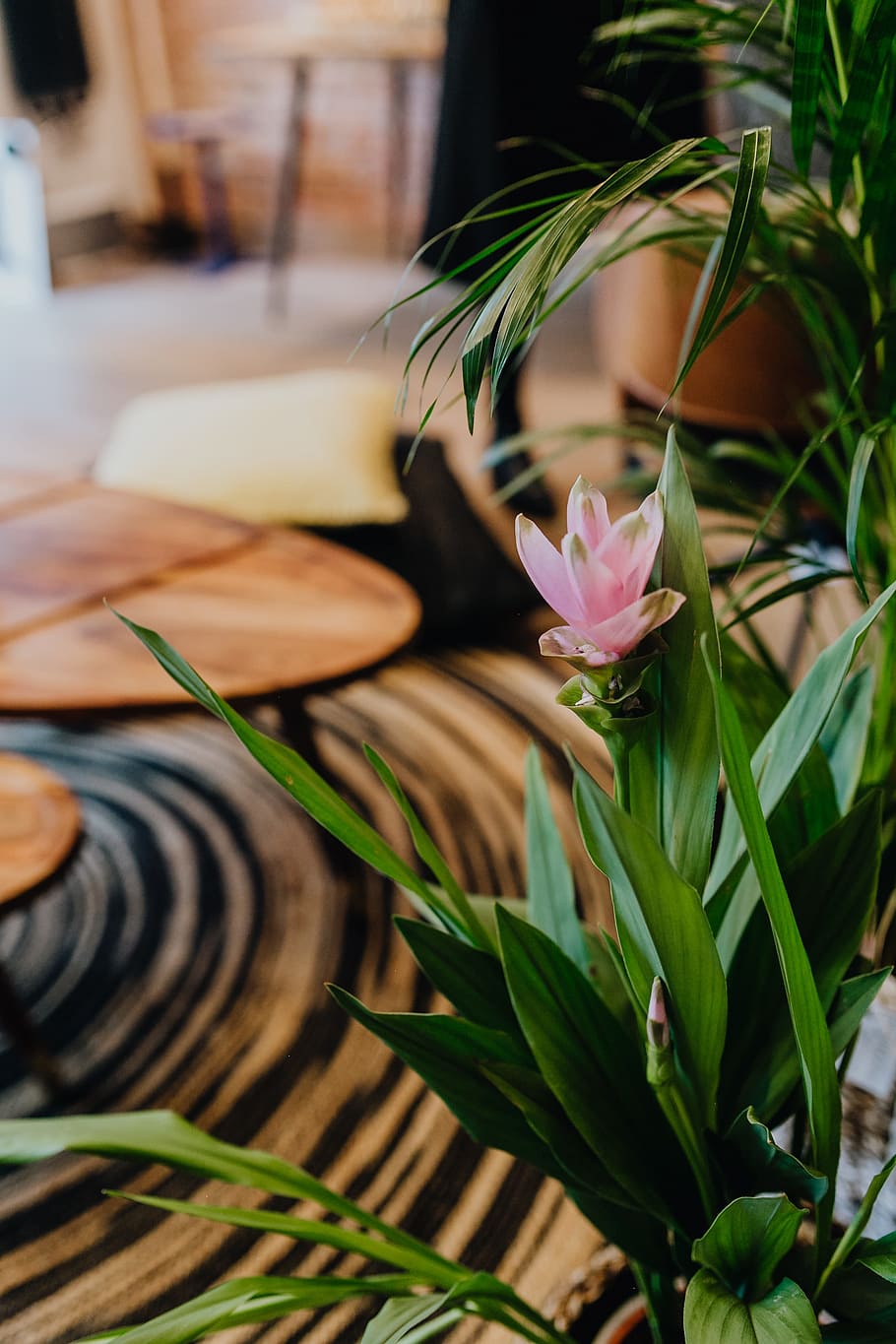 Details of modern interior with green plants, flora, contemporary HD wallpaper