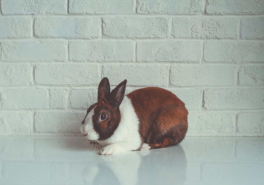 bunny, rabbit, pet, cute, animal, easter, one animal, mammal HD wallpaper