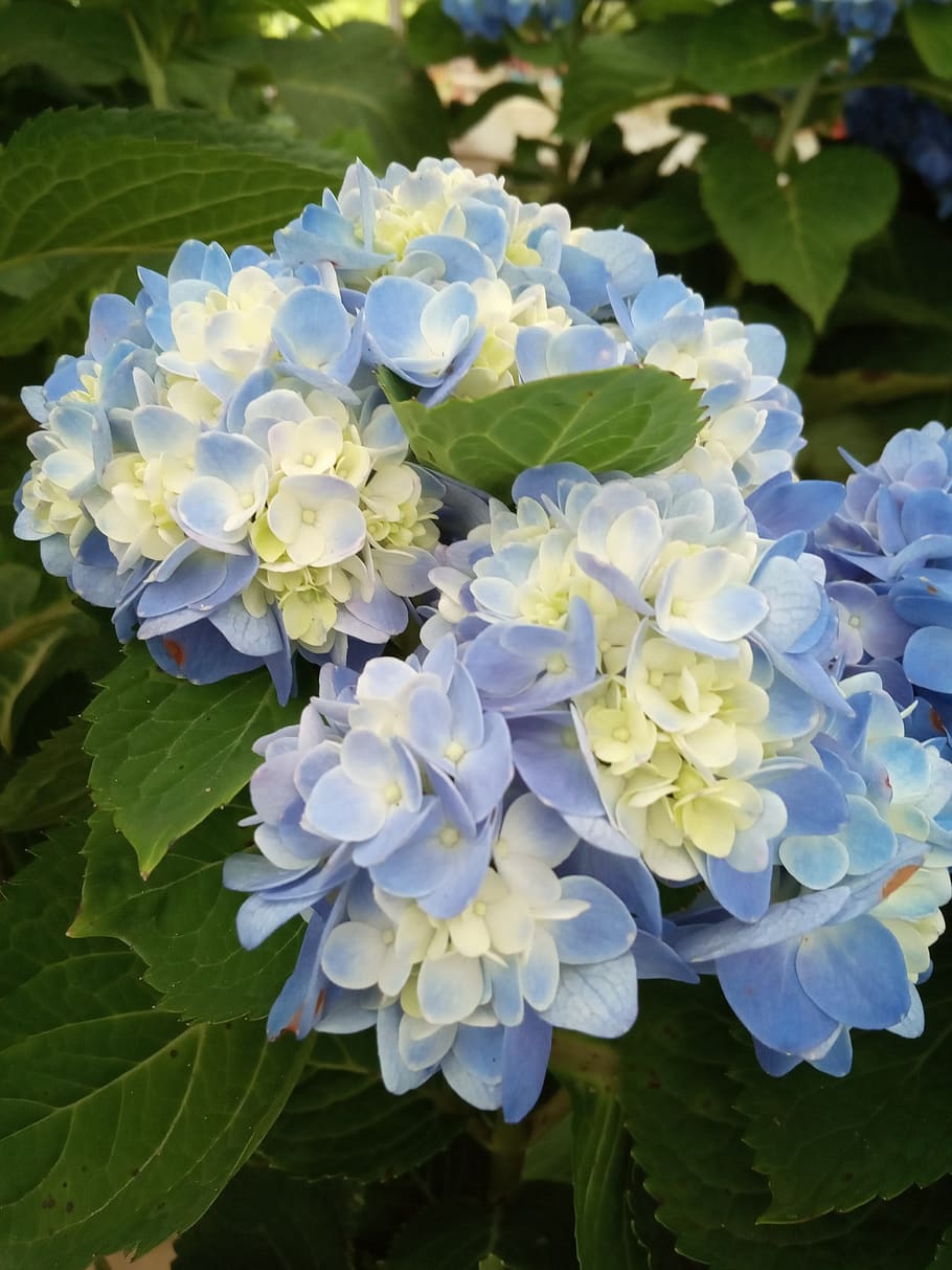 flower, close up, blue, flowering plant, beauty in nature, fragility HD wallpaper