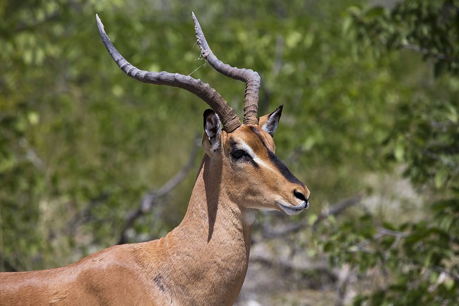 brown deer, animal themes, animal wildlife, one animal, animals in the wild HD wallpaper