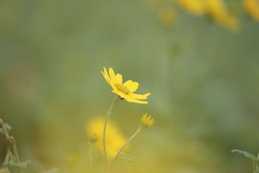 india, lonavala, flowering plant, fragility, vulnerability HD wallpaper