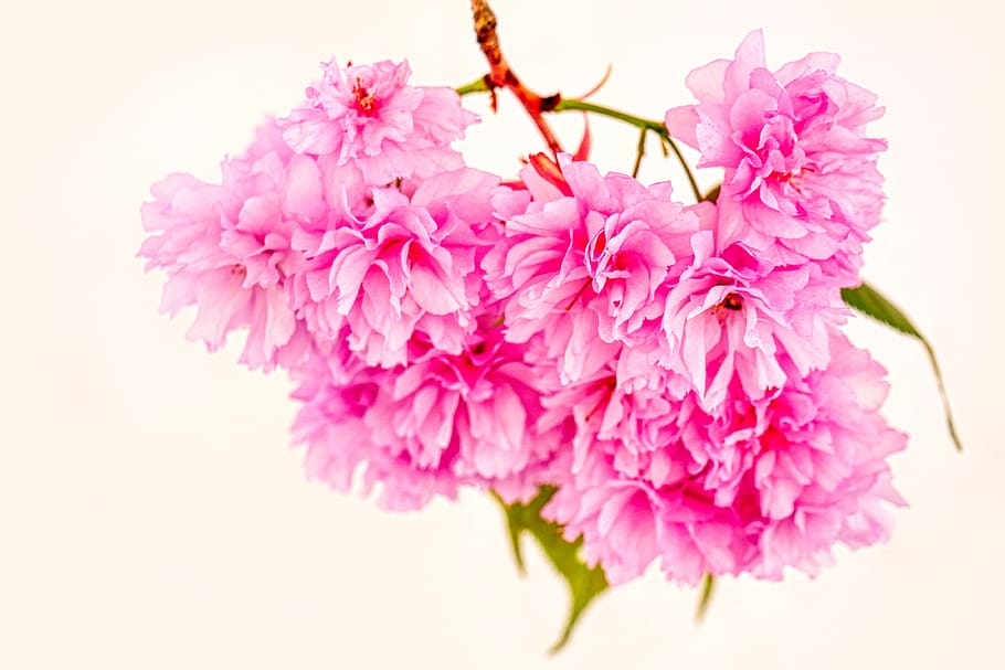 almond tree, blossom, bloom, branches, spring, nature, almond blossom HD wallpaper