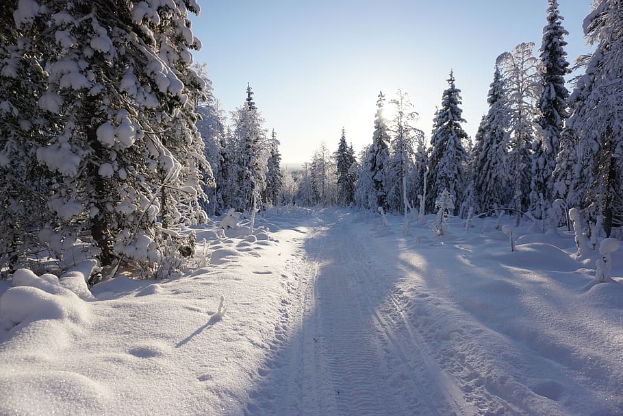 winter, snow, trees, cold temperature, plant, beauty in nature HD wallpaper