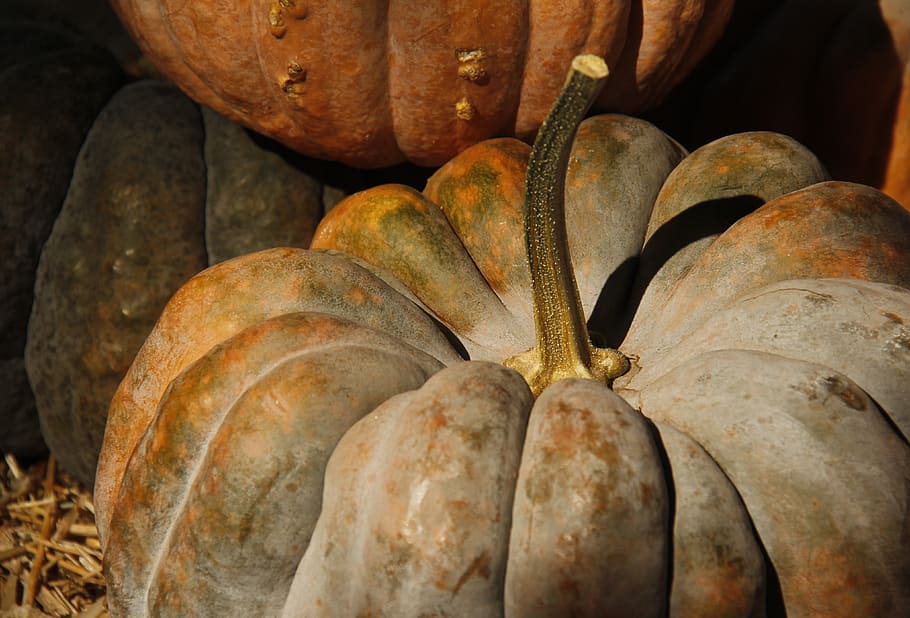 pumpkin, fall, autumn, harvest, orange, gourd, season, october HD wallpaper