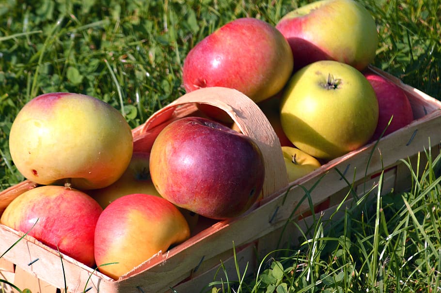 apple, fruit, fruit basket, harvest, apfelernte, fresh, vitamins HD wallpaper