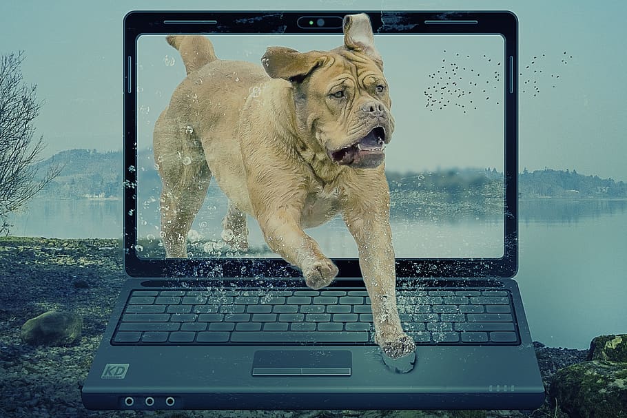 manipulation, pop out, dog, laptop, landscape, water, one animal, HD wallpaper