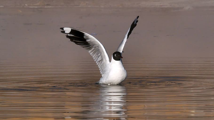 seagull, birds, animals, wing, flight, animal themes, animal wildlife, HD wallpaper