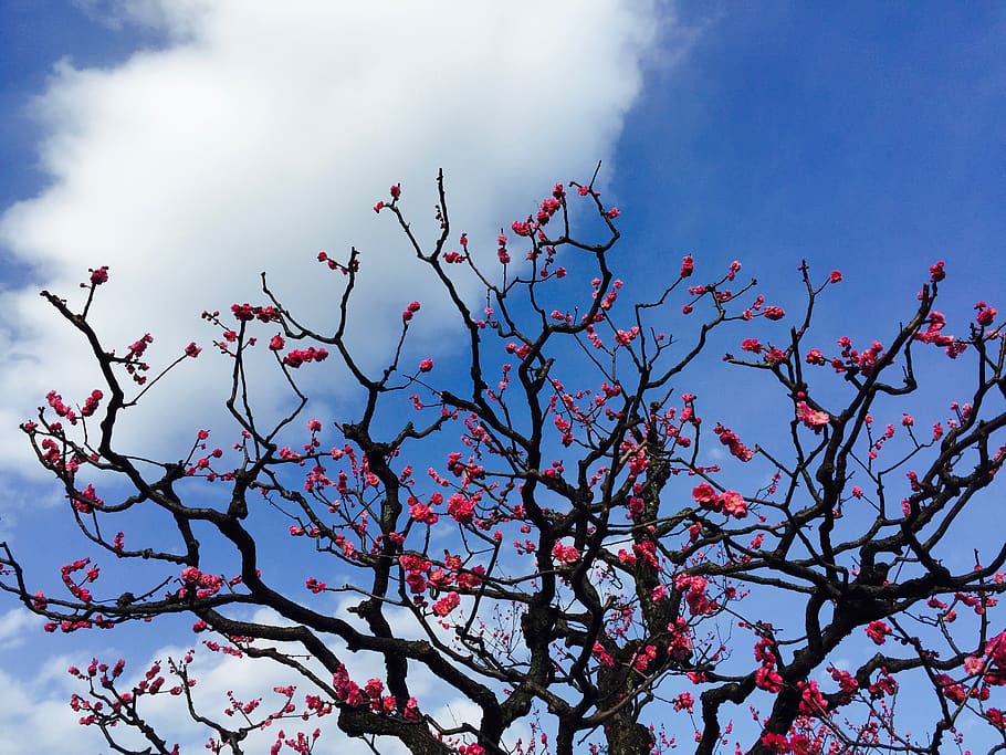 Tree, cherry blossoms, Sky, branch, low angle view, plant, flower HD wallpaper
