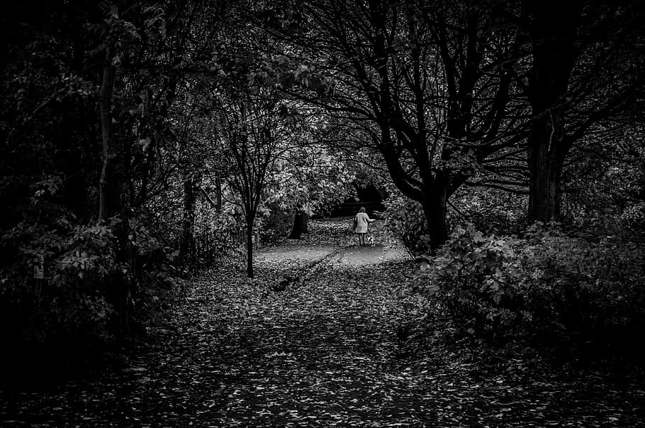 Grayscale Photography of Trees, dawn, daylight, environment, fallen leaves HD wallpaper