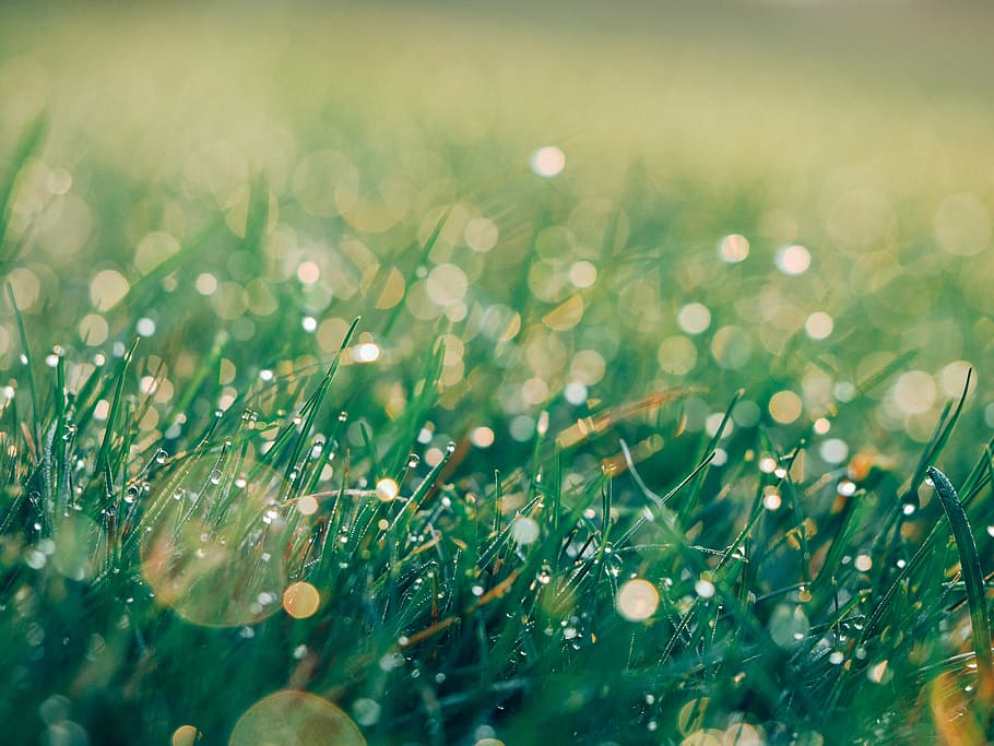 green, grass, nature, selective focus, plant, drop, no people HD wallpaper