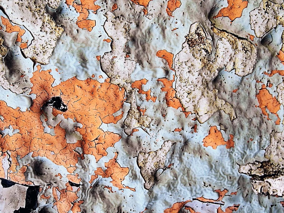 plant, leaf, rock, rust, tree, texture, wall, map, diagram HD wallpaper