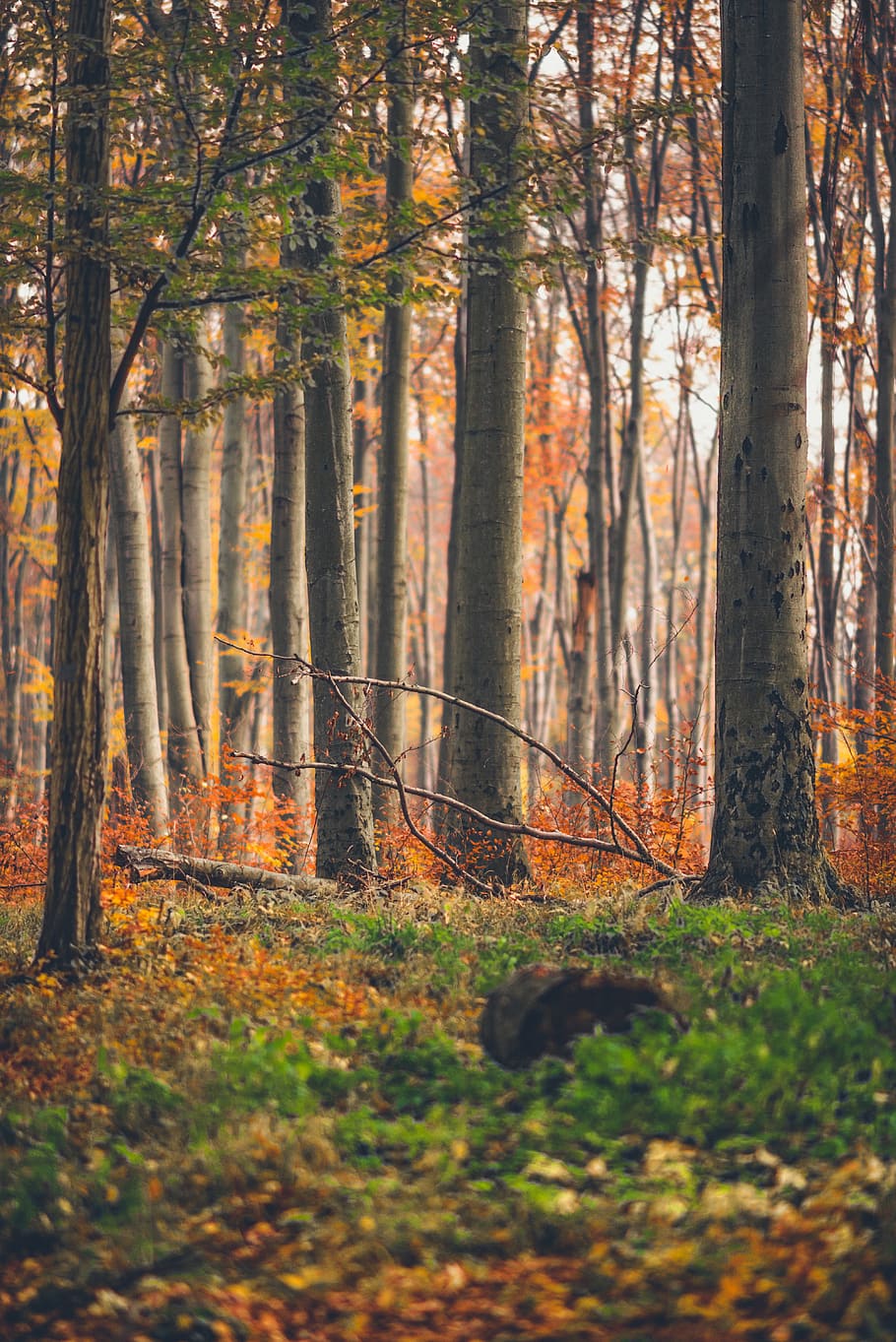autumn, trees, landscape, forest, mood, leaves, colorful, lighting, HD wallpaper