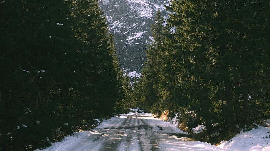 pathway between trees, road, plant, fir, abies, highway, tarmac HD wallpaper