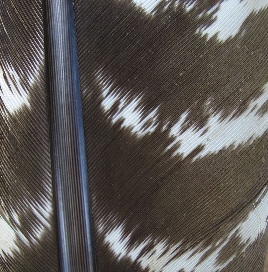 feather, macro, hawk, backgrounds, pattern, full frame, no people HD wallpaper