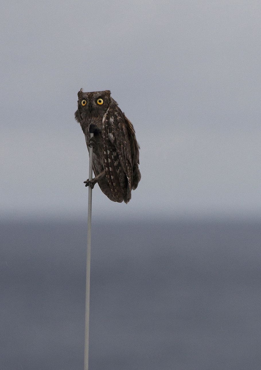 selective focus photography of brown owl, bird, cloudy, perch HD wallpaper