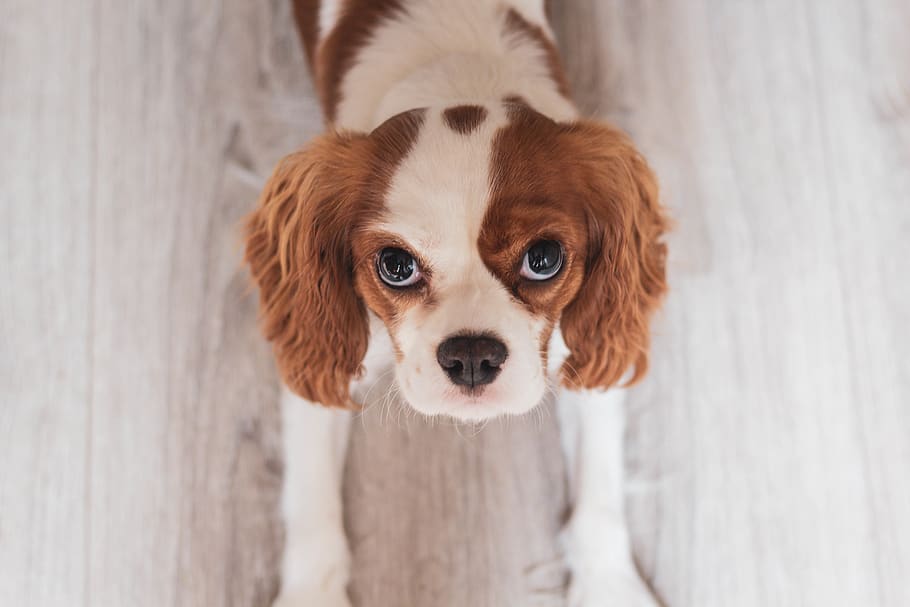 White and Red Cavalier King Charles Spaniel Puppy Close-up Photo, HD wallpaper