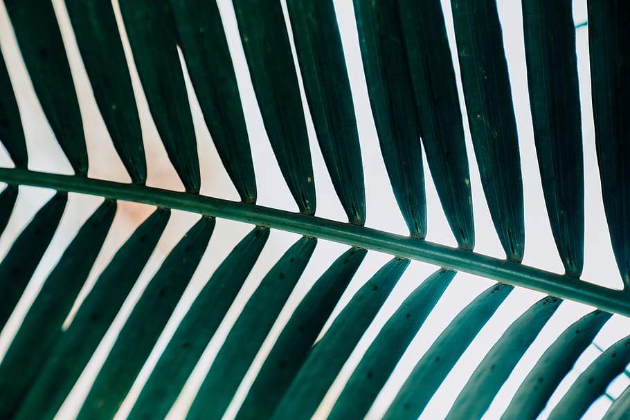 green leaves, nairobi, nairobi city county, kenya, railing, ornament HD wallpaper