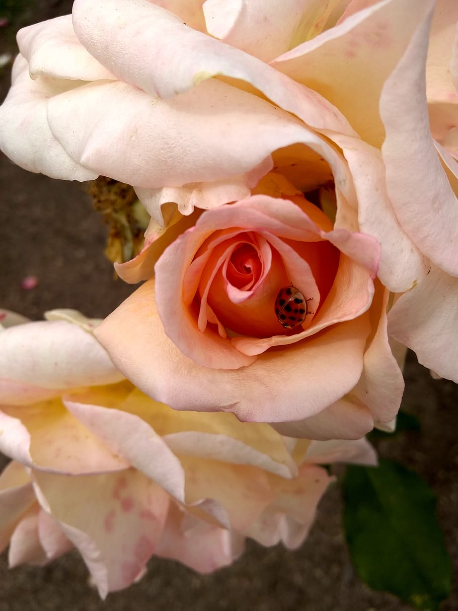 flower, flowers, beautiful, spring, color, salmon, rosa, roses HD wallpaper