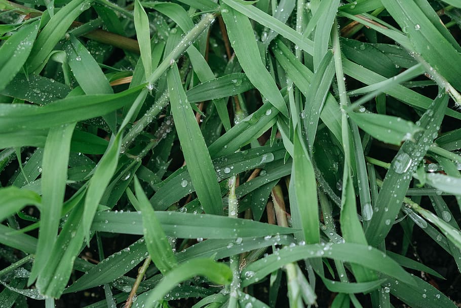 grass, plants, botanical, flora, water, drops, mist, moisture HD wallpaper