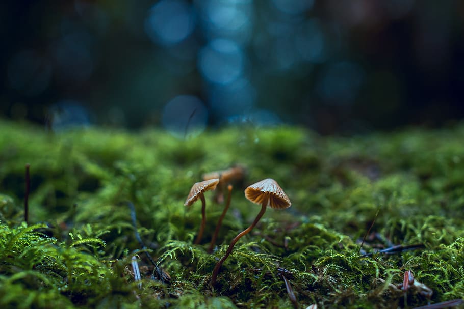 Close-Up Photo of Mushrooms, 4k wallpaper, blur, botany, depth of field, HD wallpaper