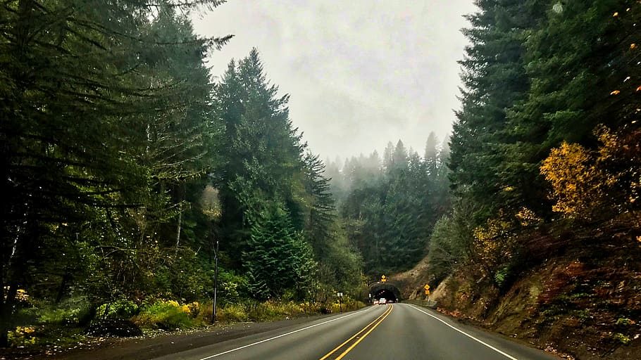 trees, road, oregon, tunnel, plant, transportation, direction HD wallpaper