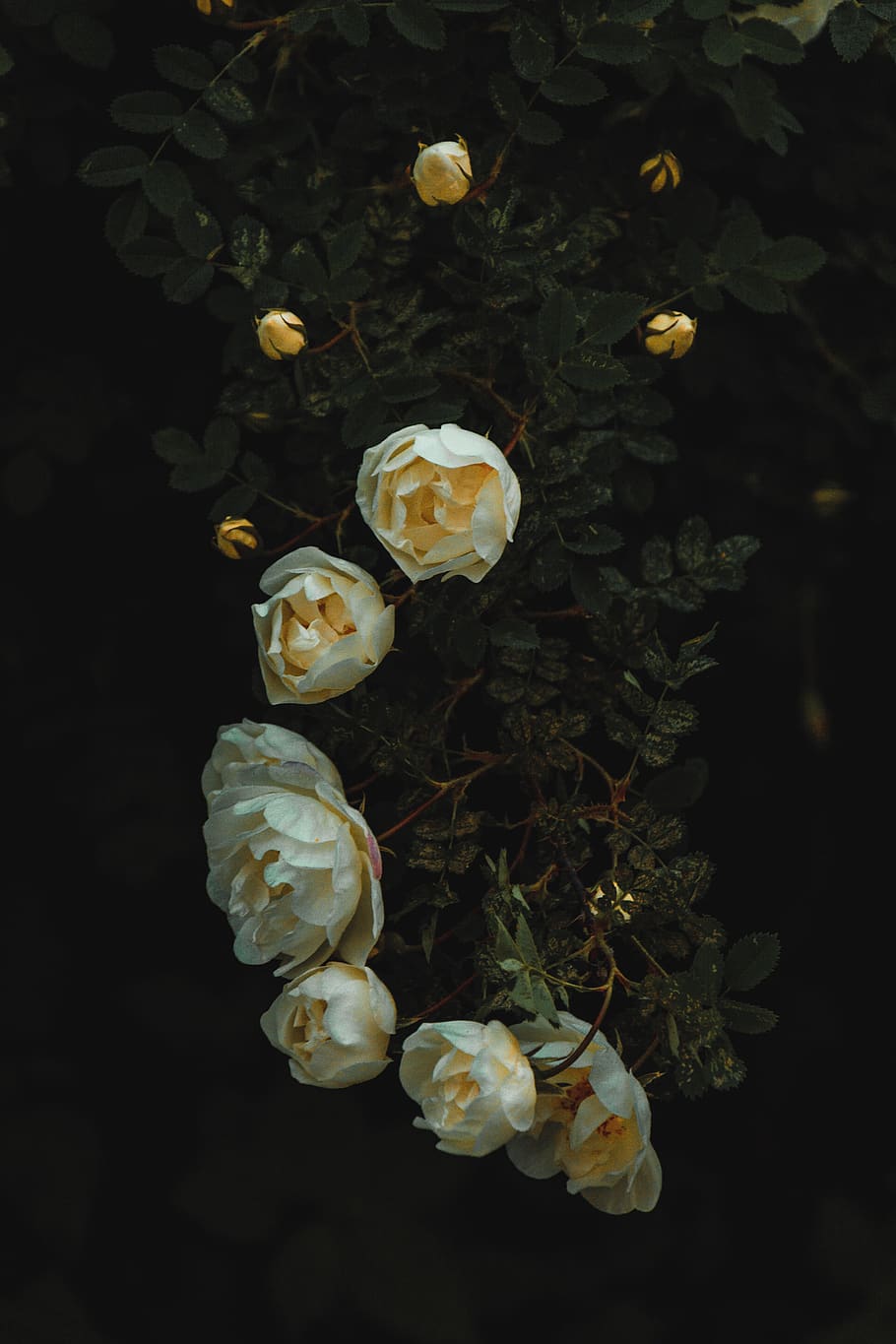 White Roses, beautiful, Belarus, blooming, blooming tree, blossom HD wallpaper