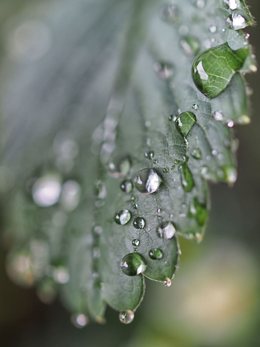 water, green, leaf, drop, bokeh, structure, strawberry, gardening HD wallpaper