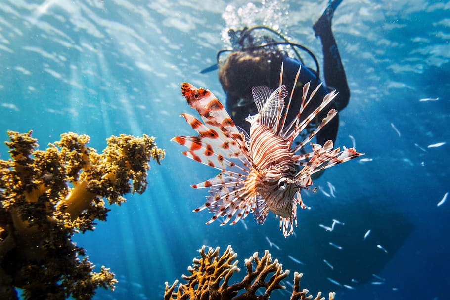 HD Scuba Dive, nature, diver, divers, diving, hD Wallpaper, ocean | Wallpaper Flare