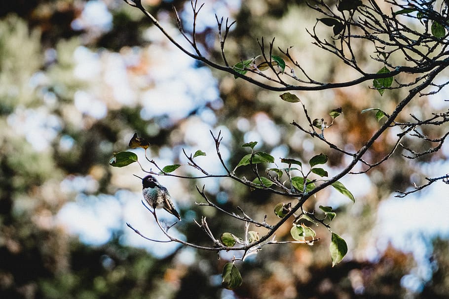 bird, hummingbird, tree, forest, canada, vancouver, plant, branch HD wallpaper