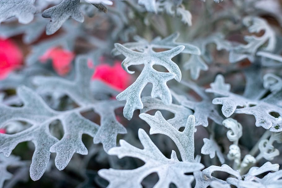 canada, toronto, macro, leaves, plant, blue, red, grey, nature HD wallpaper