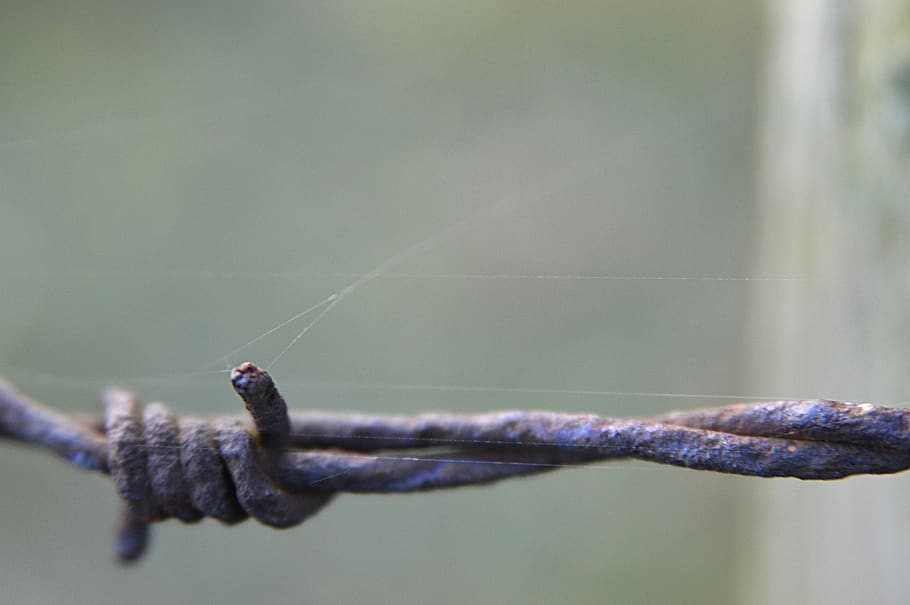 wire, barbed wire, lizard, reptile, animal, rust, fence, spiderweb HD wallpaper