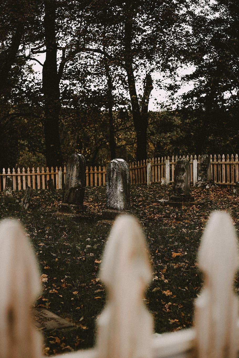 clear cemetery, fence, picket, person, human, ground, tree, plant HD wallpaper