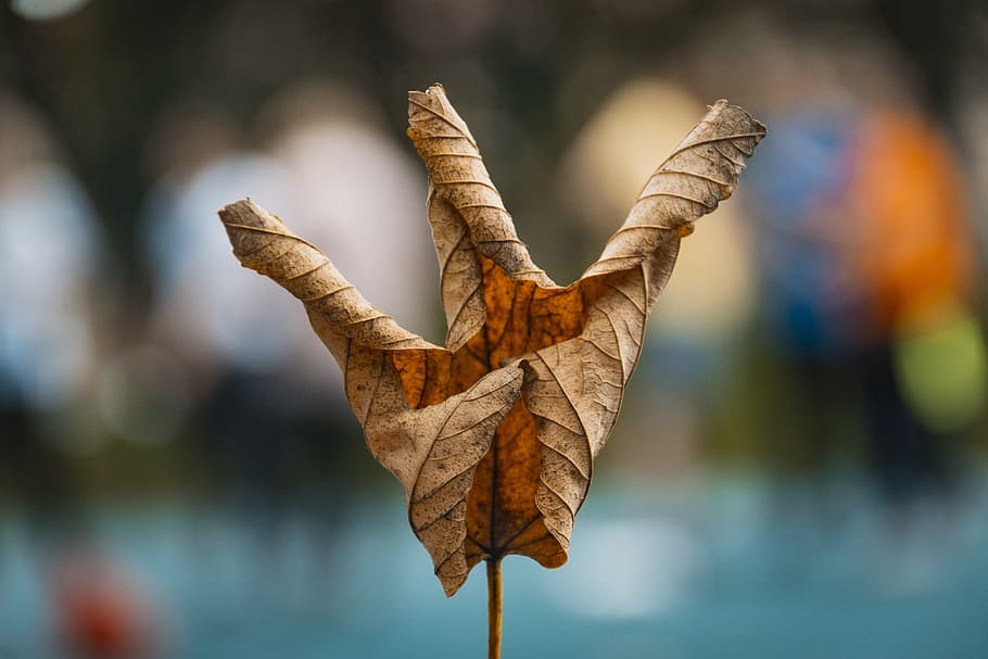 Close-up Photography Of Dried Leaf, dry leaf, macro, focus on foreground HD wallpaper