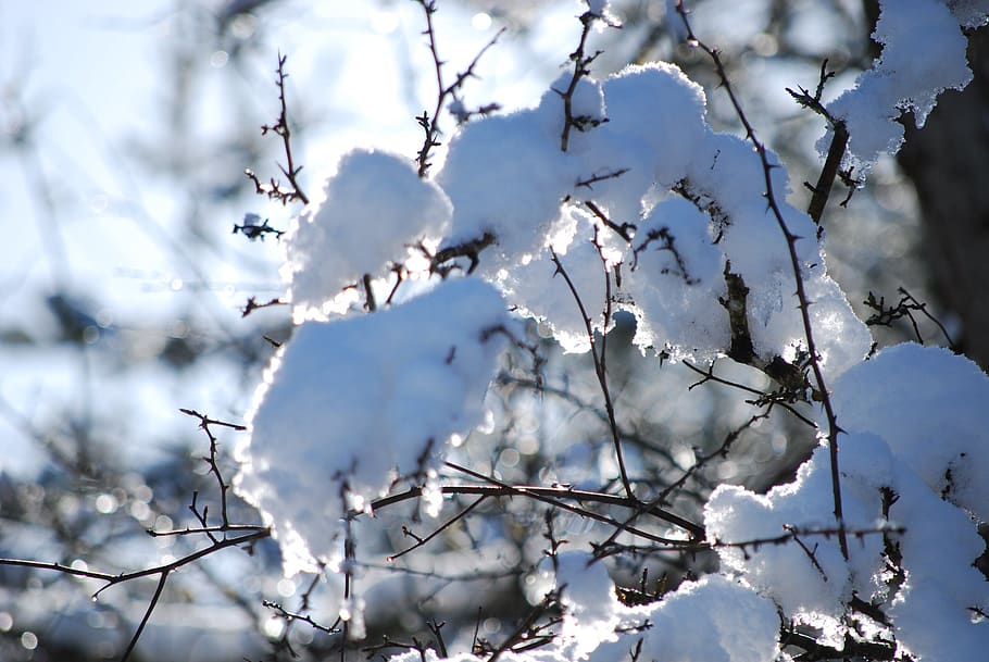 Selective Focus Photo of Tree Snow, bright, cold, daytime, environment HD wallpaper