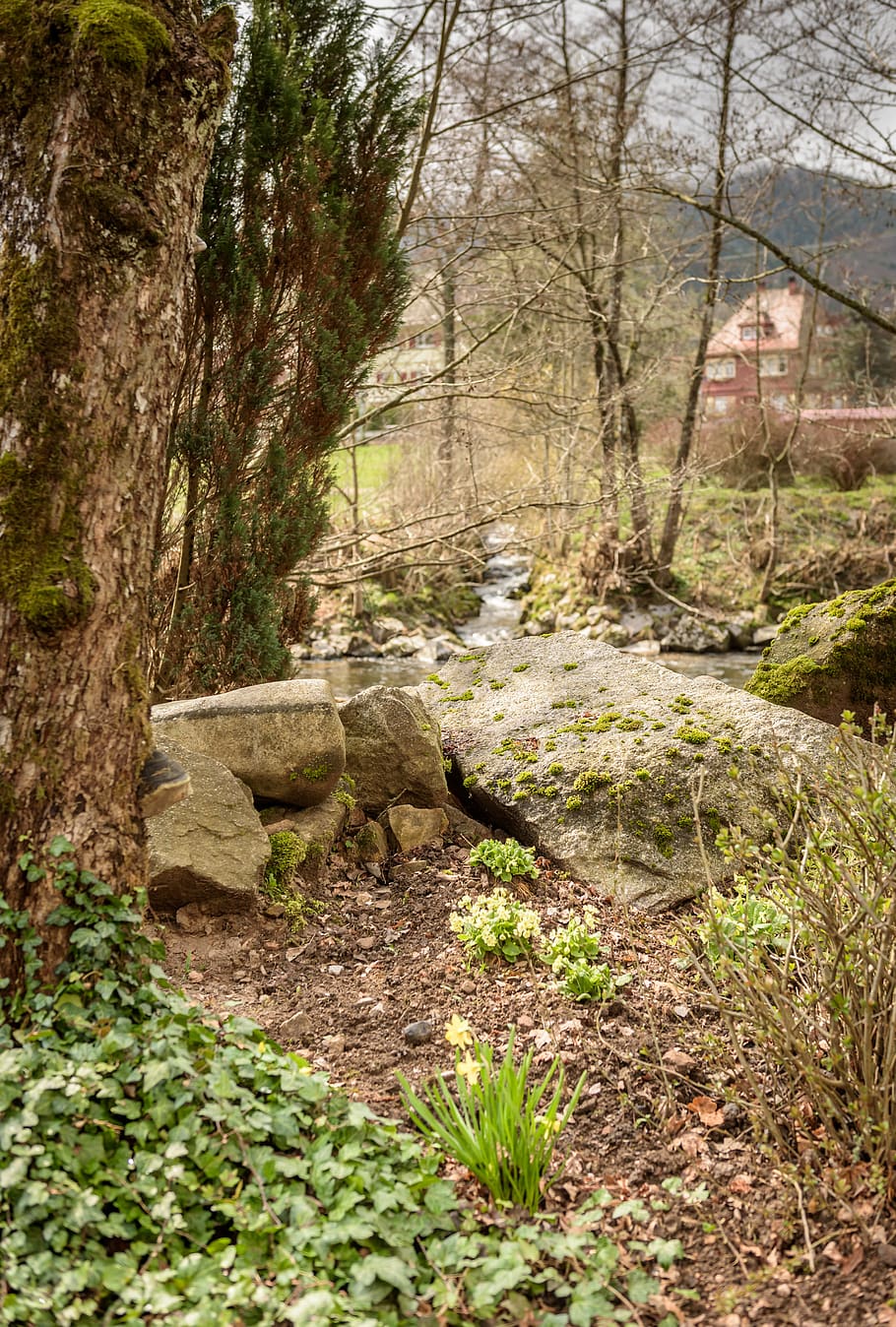 frühlingsblüher, stones, river, tree, bach, nature, landscape HD wallpaper