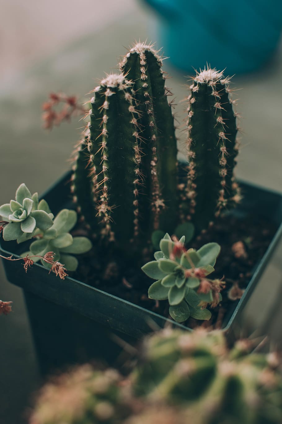 Featured image of post Cactus Succulent Desktop Wallpaper Wallpapercave is an online community of desktop wallpapers enthusiasts