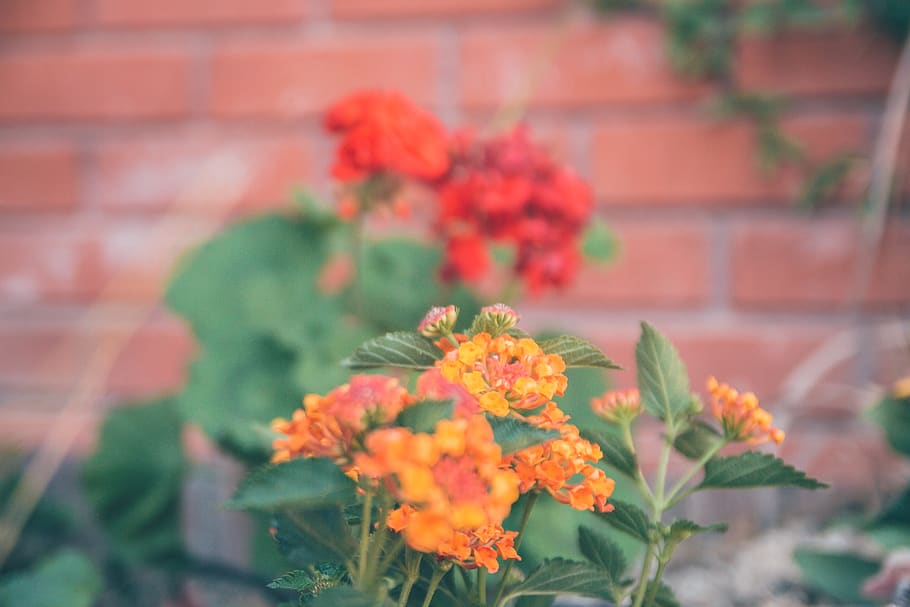 plant, flower, geranium, blossom, flower arrangement, las vegas HD wallpaper