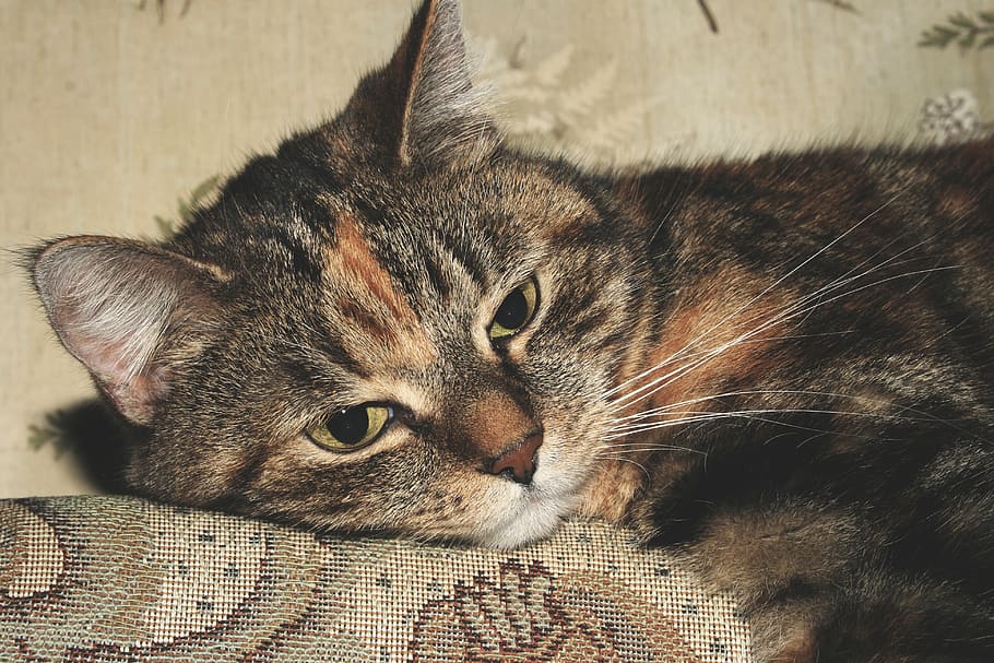 nose, eye, kitty, pet, animal, cat, domestic cat, pets, feline HD wallpaper